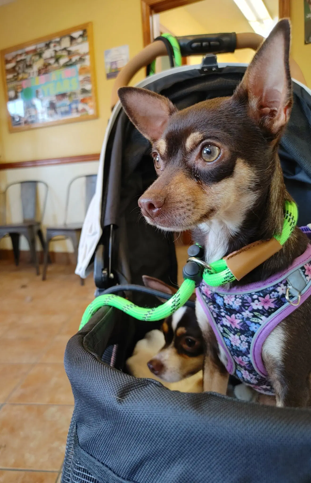 Callie image 1