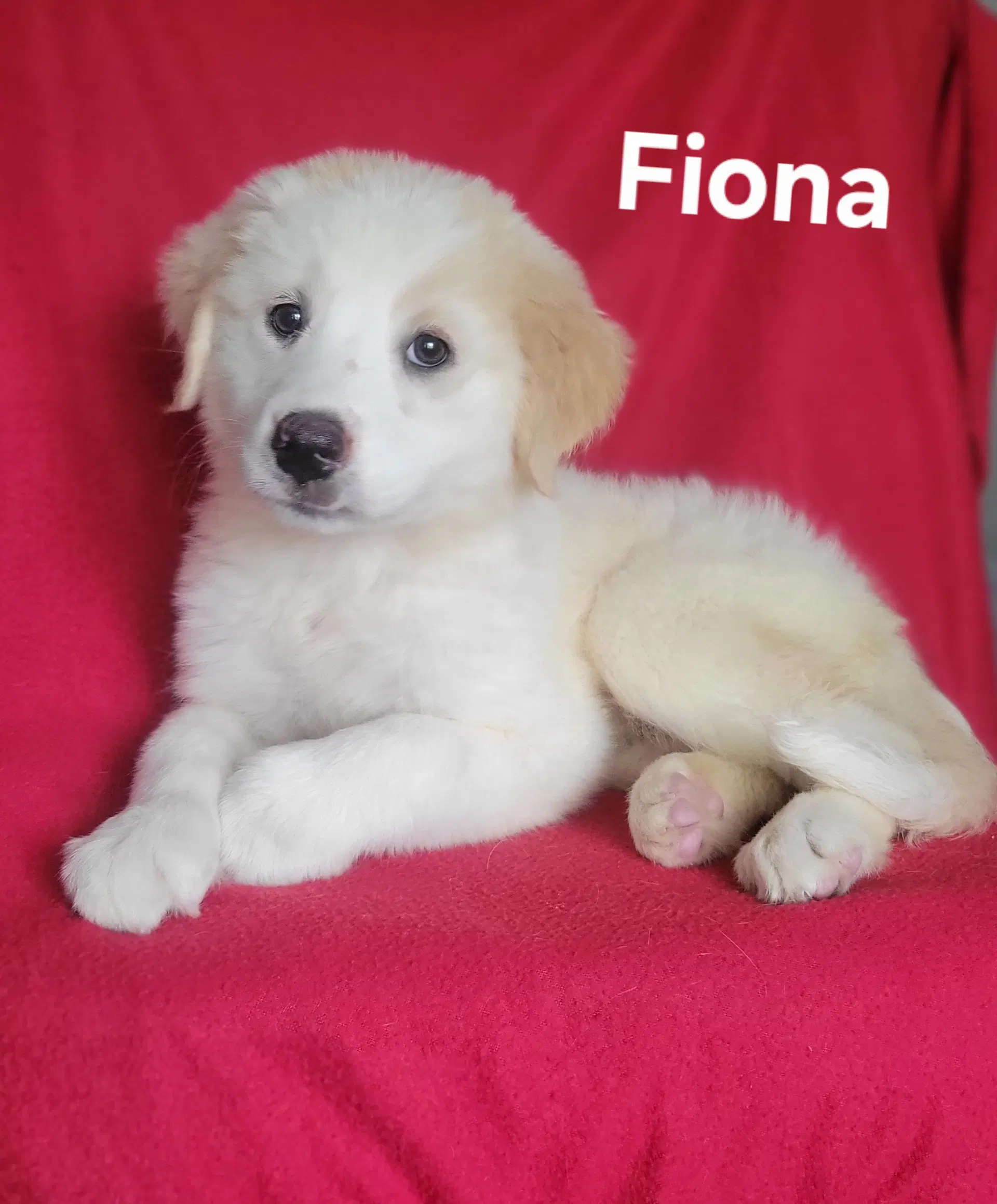 Fiona image 3