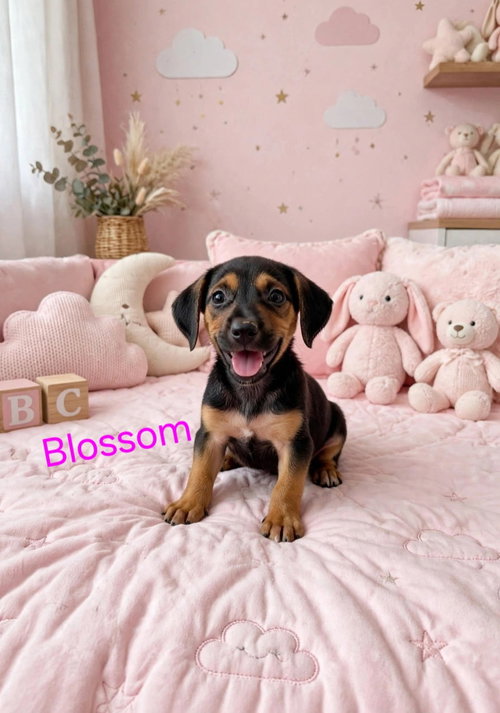 picture of the dog needing adoption