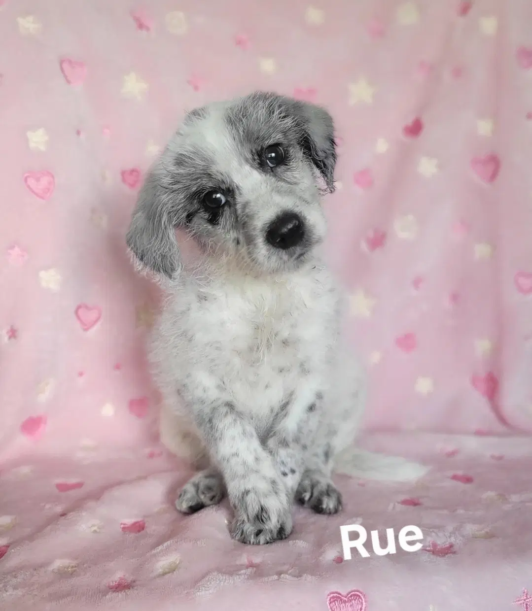 Rue - Australian Shepherd