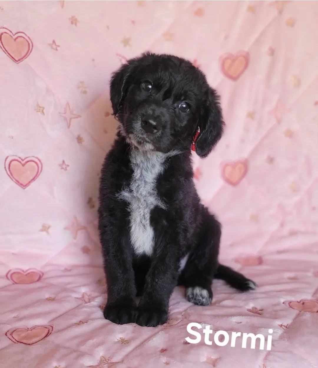 Stormi - Australian Shepherd