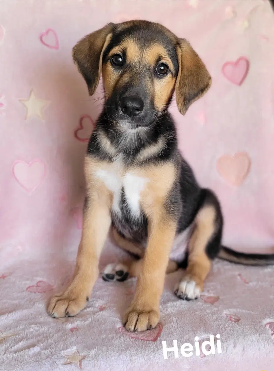 Heidi - Catahoula Leopard Dog