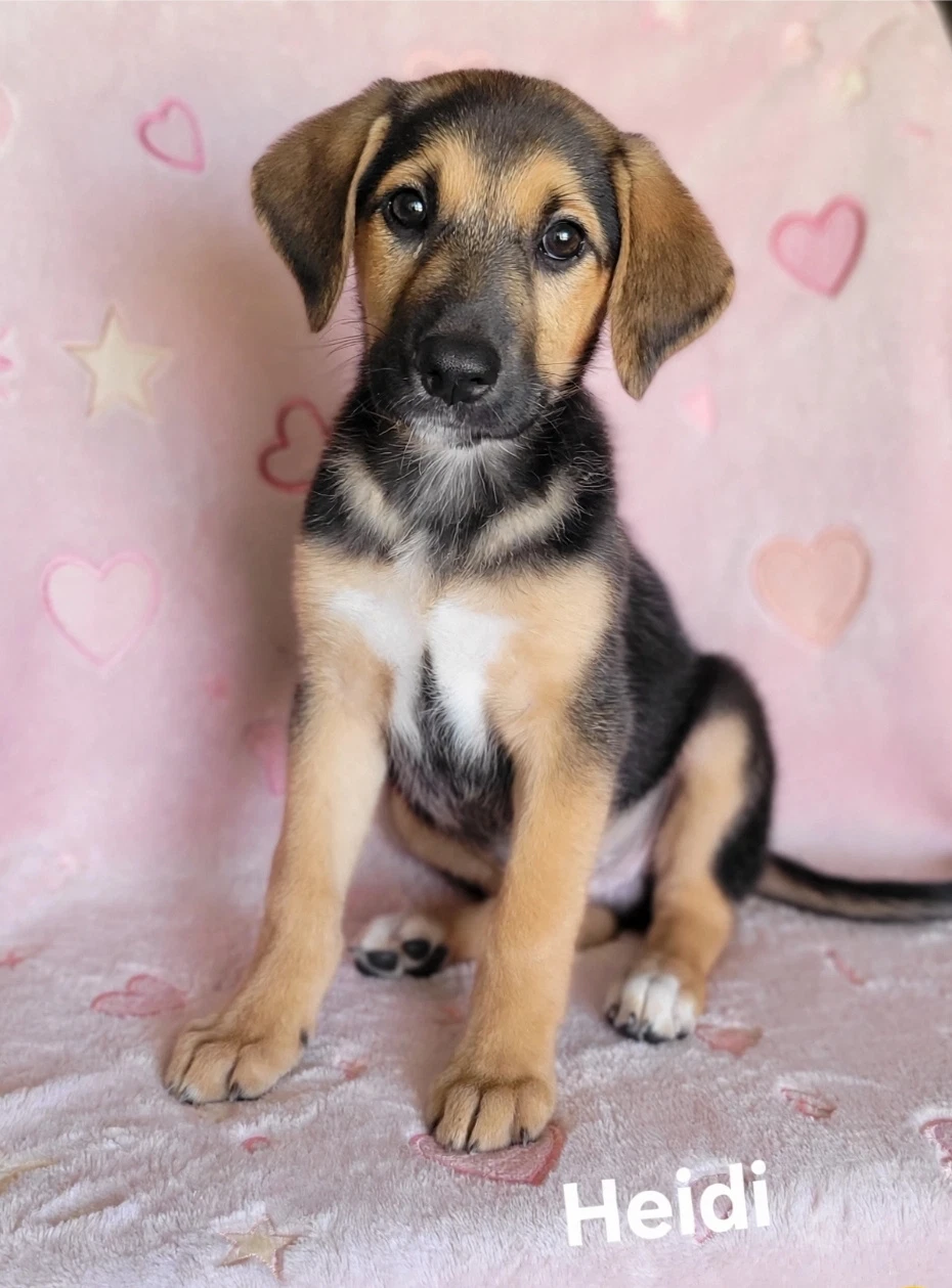 Heidi