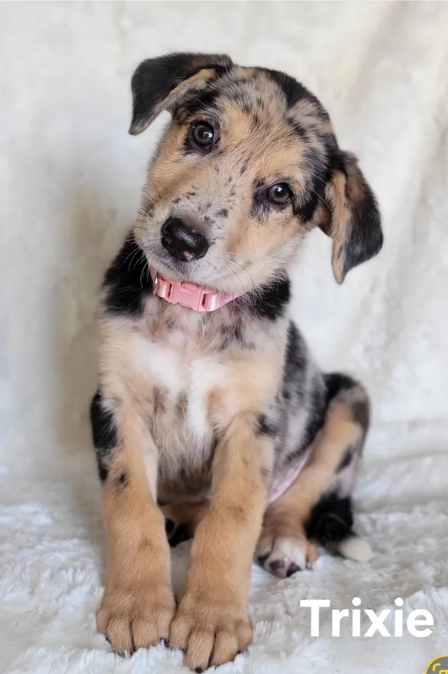Trixie - Catahoula Leopard Dog
