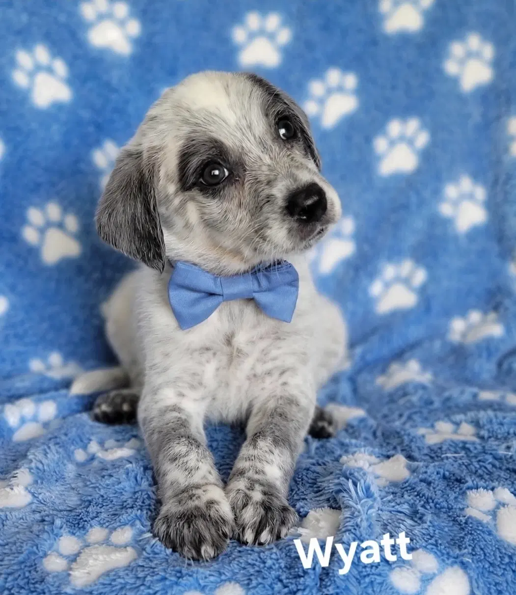 Wyatt - Australian Shepherd