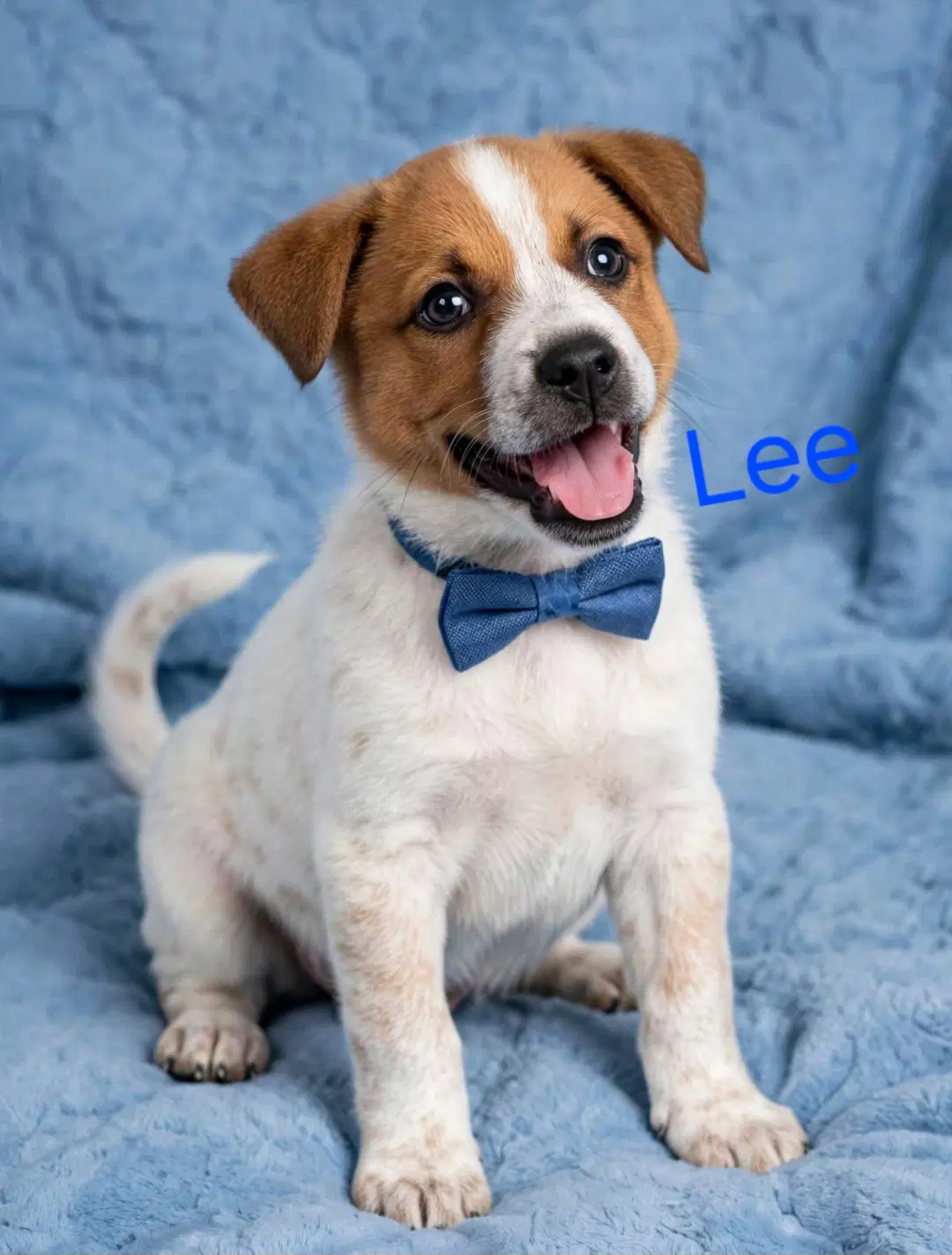 Lee - Australian Cattle Dog/Blue Heeler