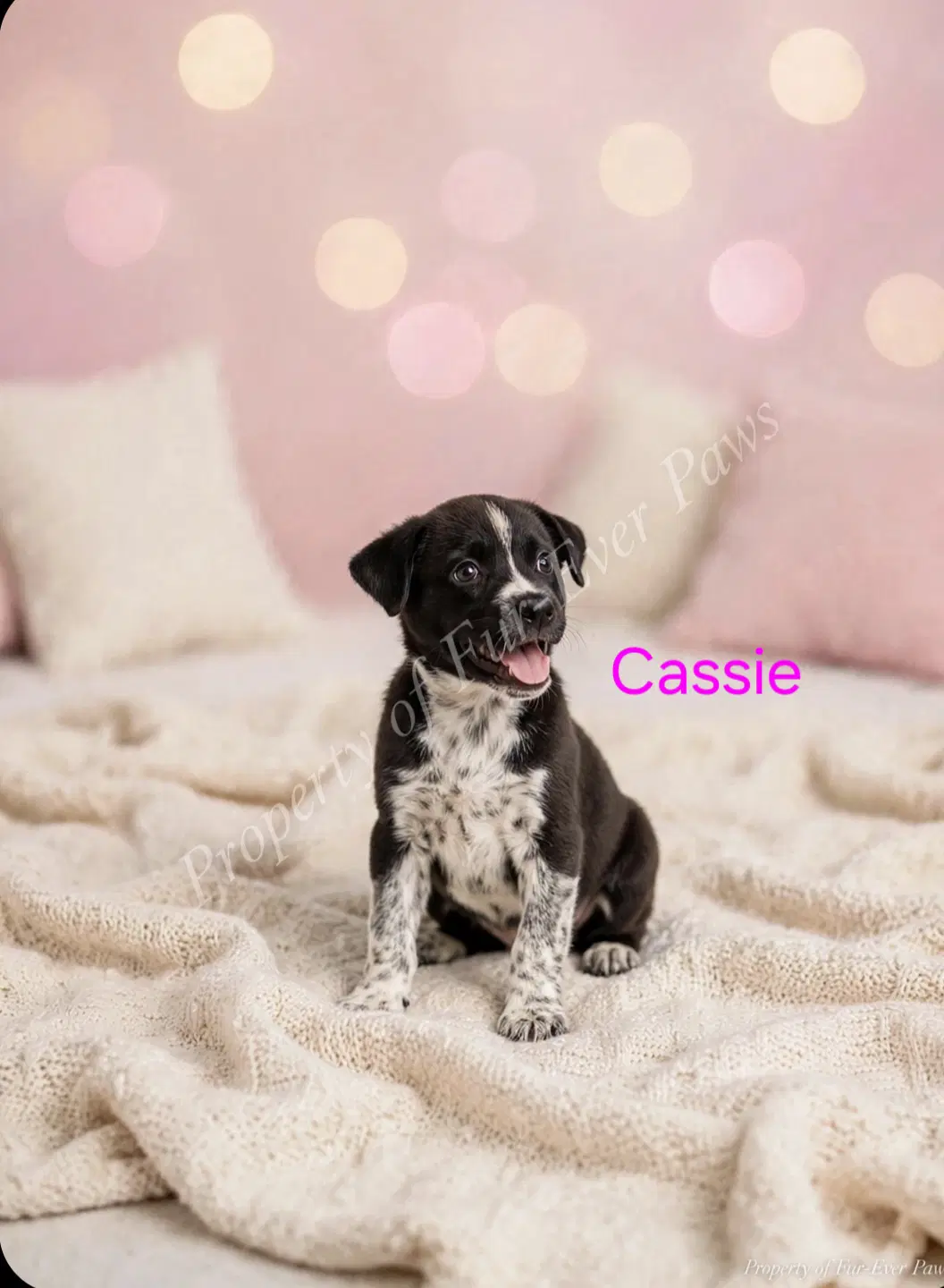 Cassie image 1