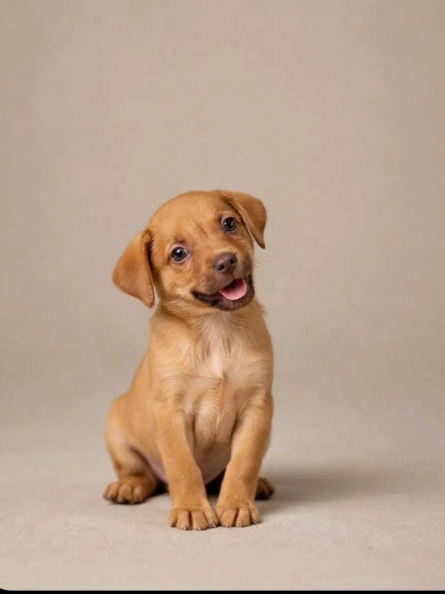 Angel - Labrador Retriever