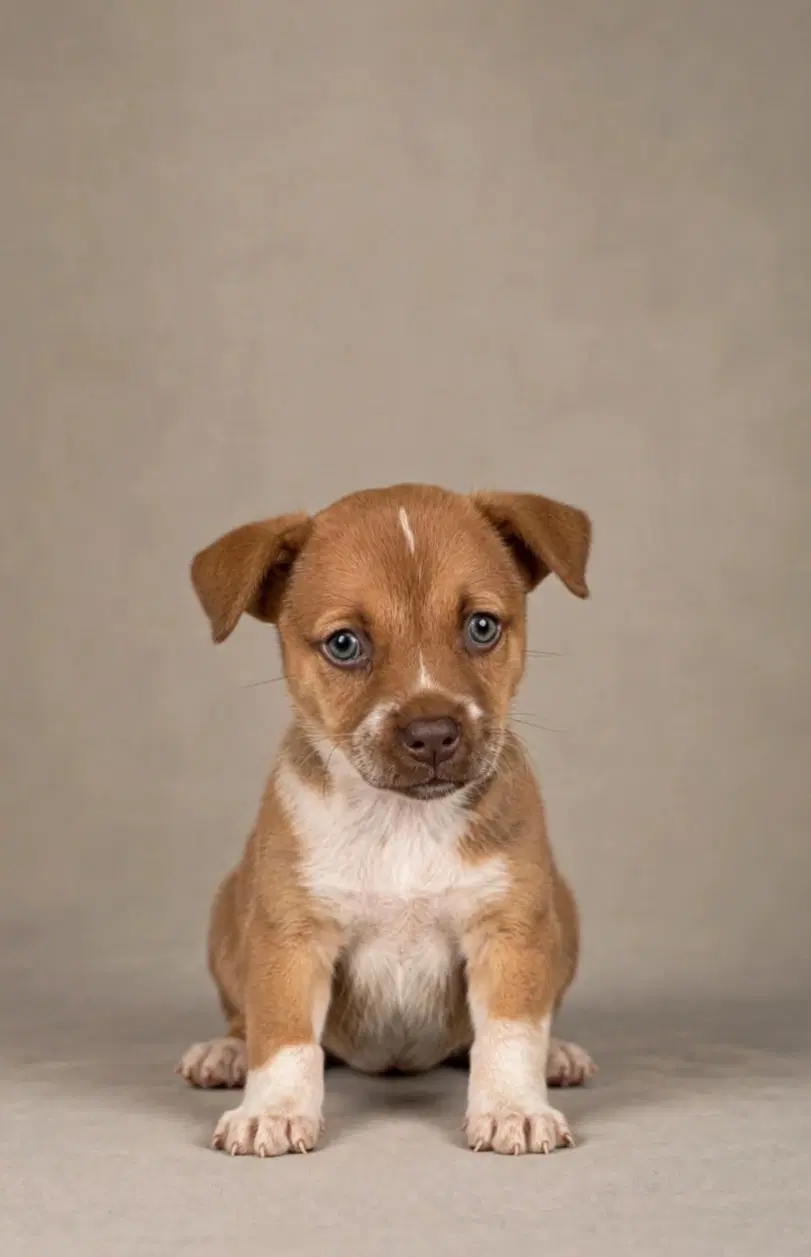 Jolene - Labrador Retriever
