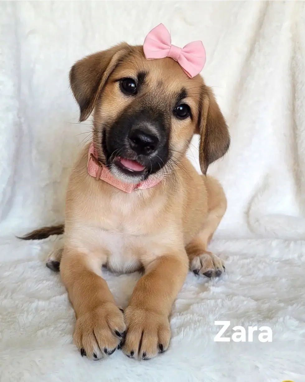 Zara - German Shepherd Dog