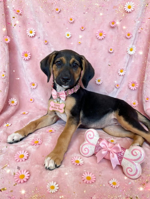 picture of the dog needing adoption