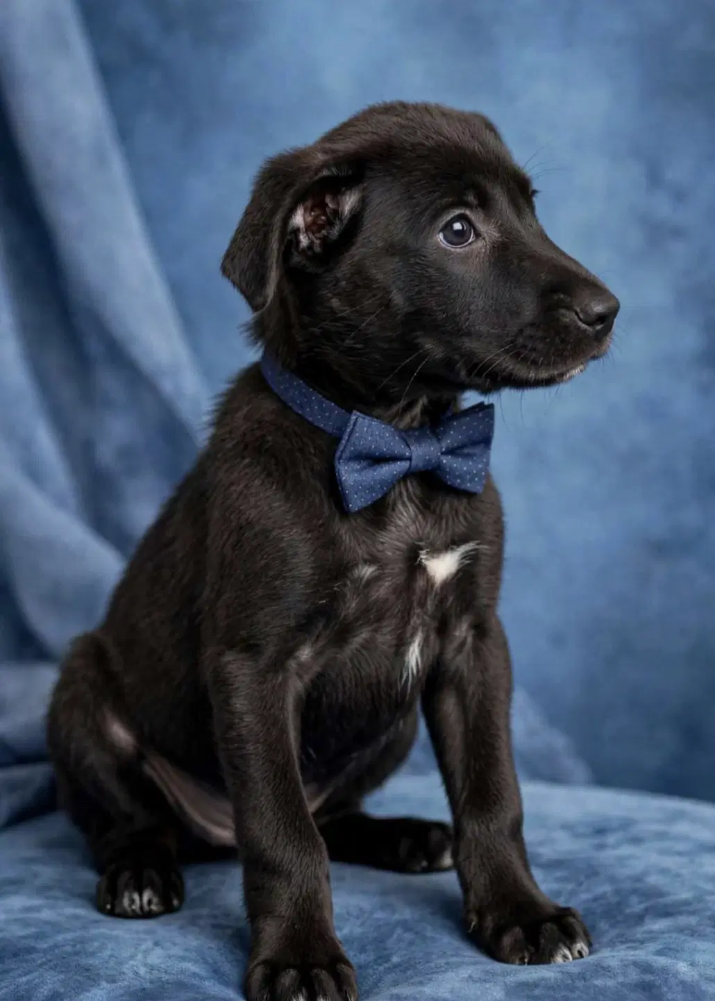Oliver - Labrador Retriever