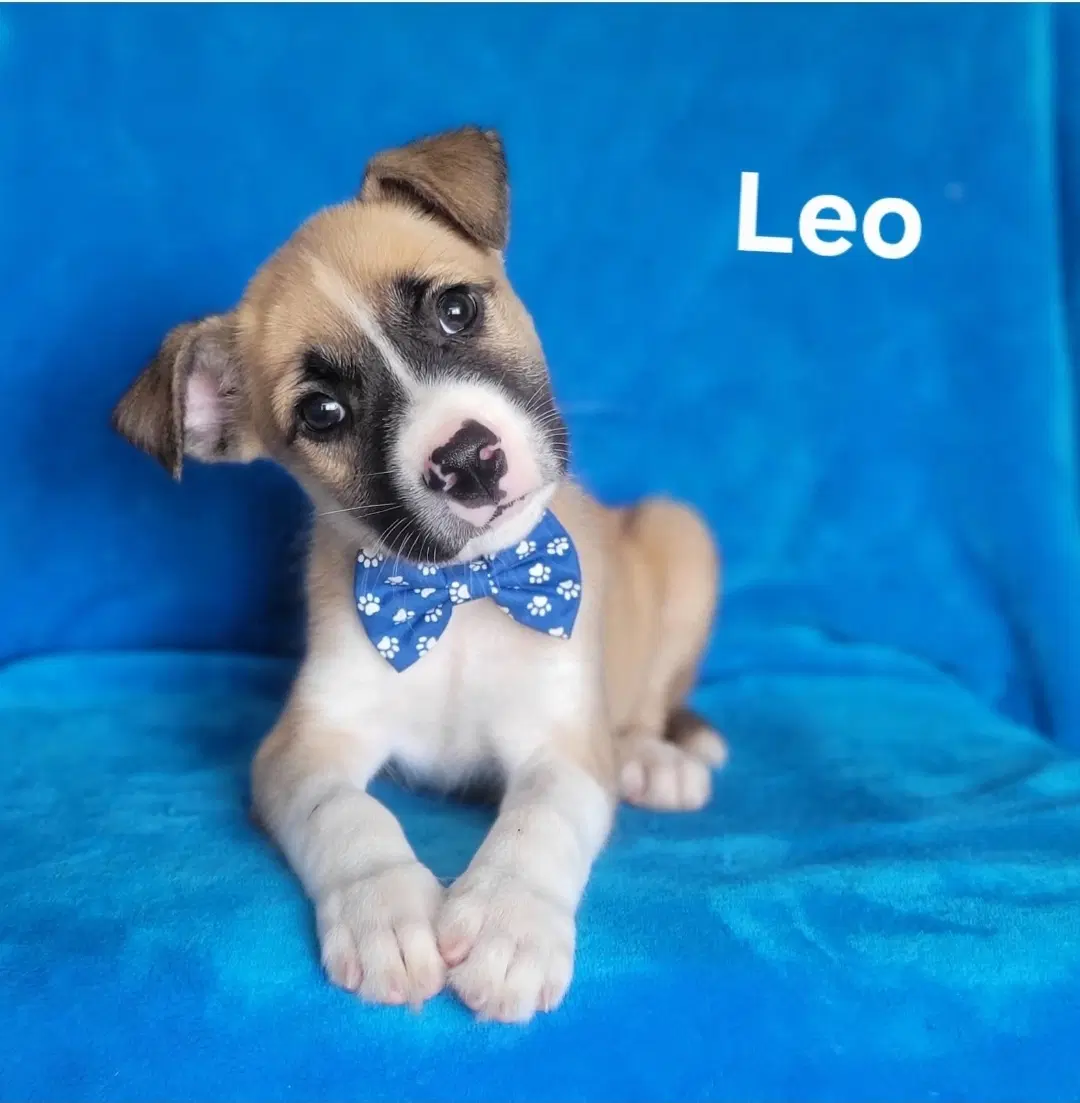 Leo - Labrador Retriever