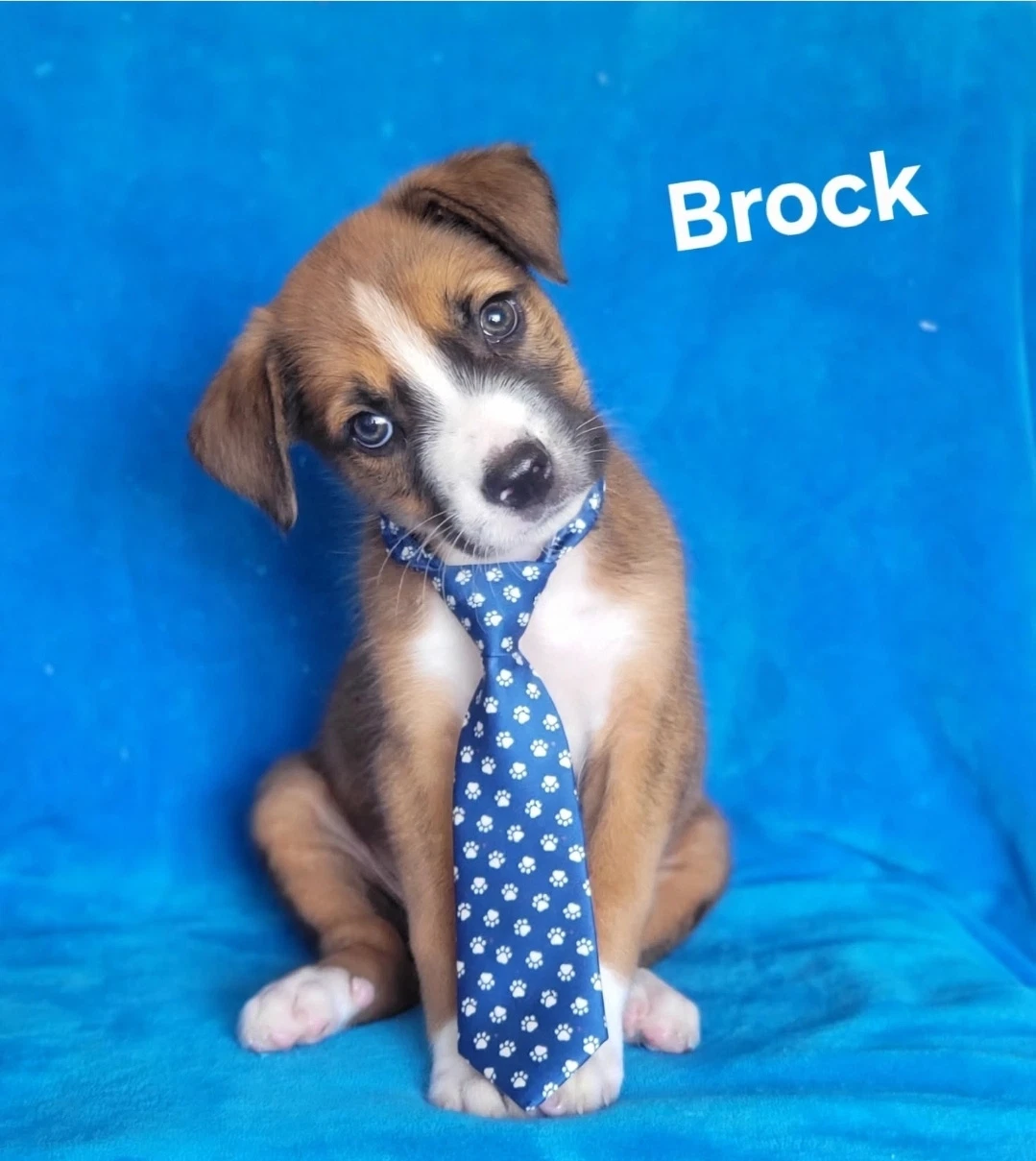 Brock