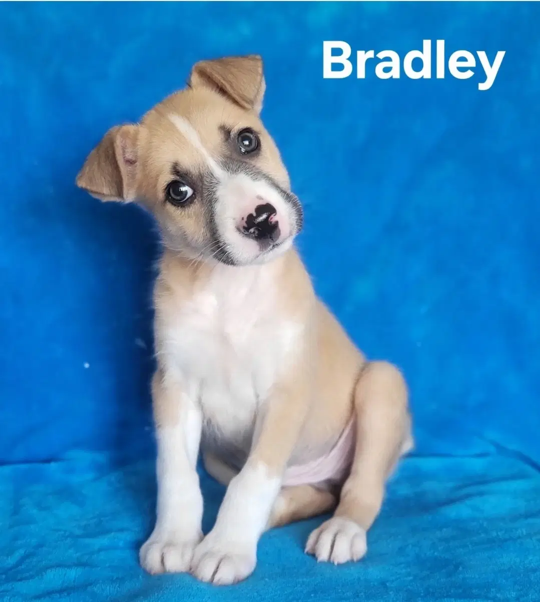 Bradley - American Staffordshire Terrier