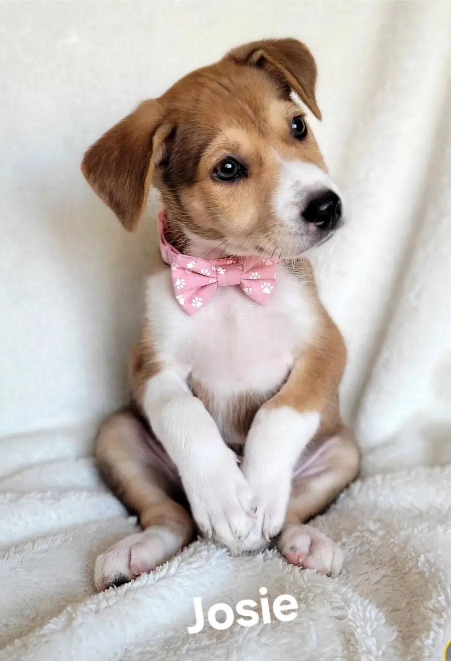 Josie - Labrador Retriever