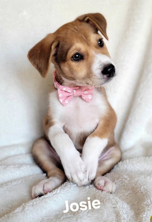 picture of the dog needing adoption