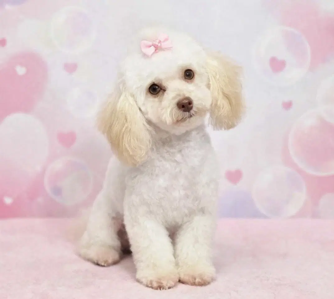 Angelina  Lbs - Poodle (Toy)