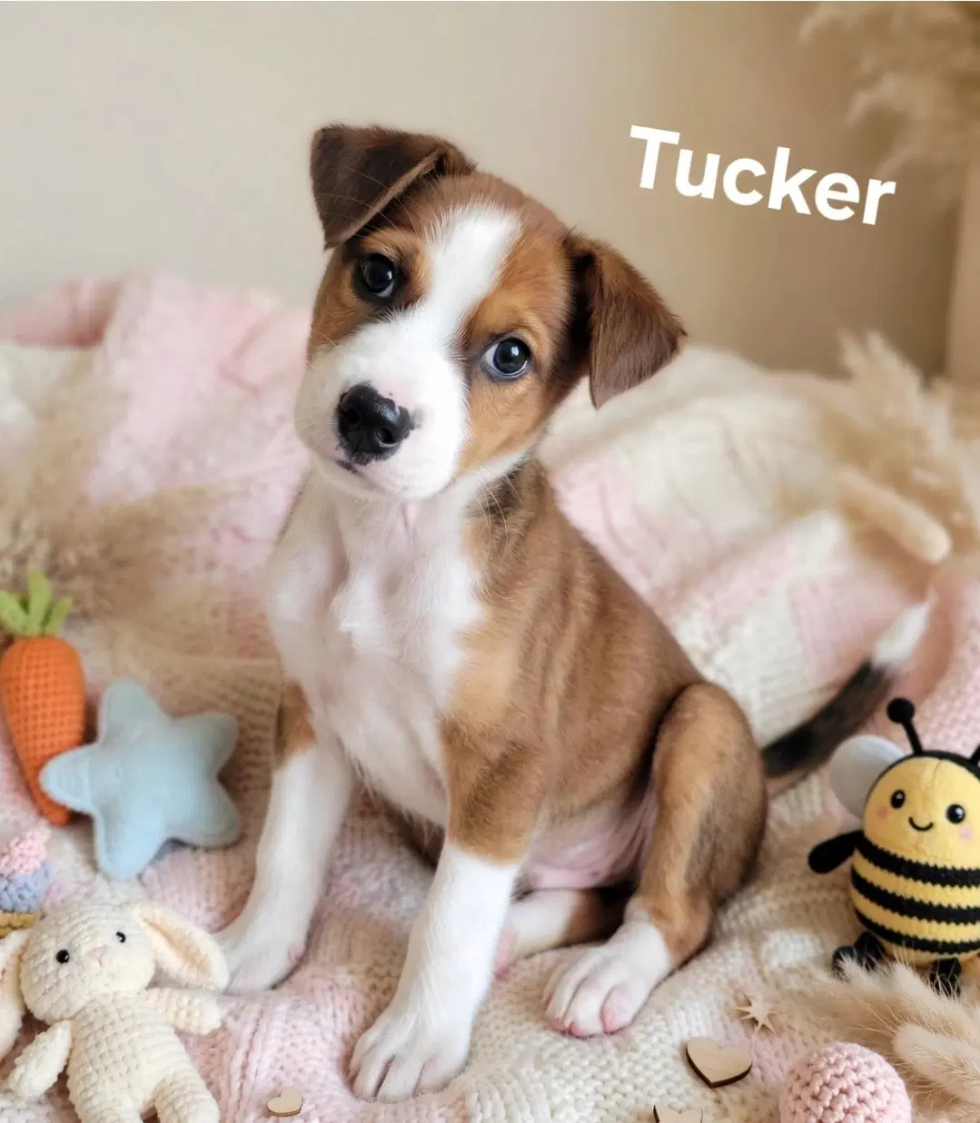 Tucker - Labrador Retriever