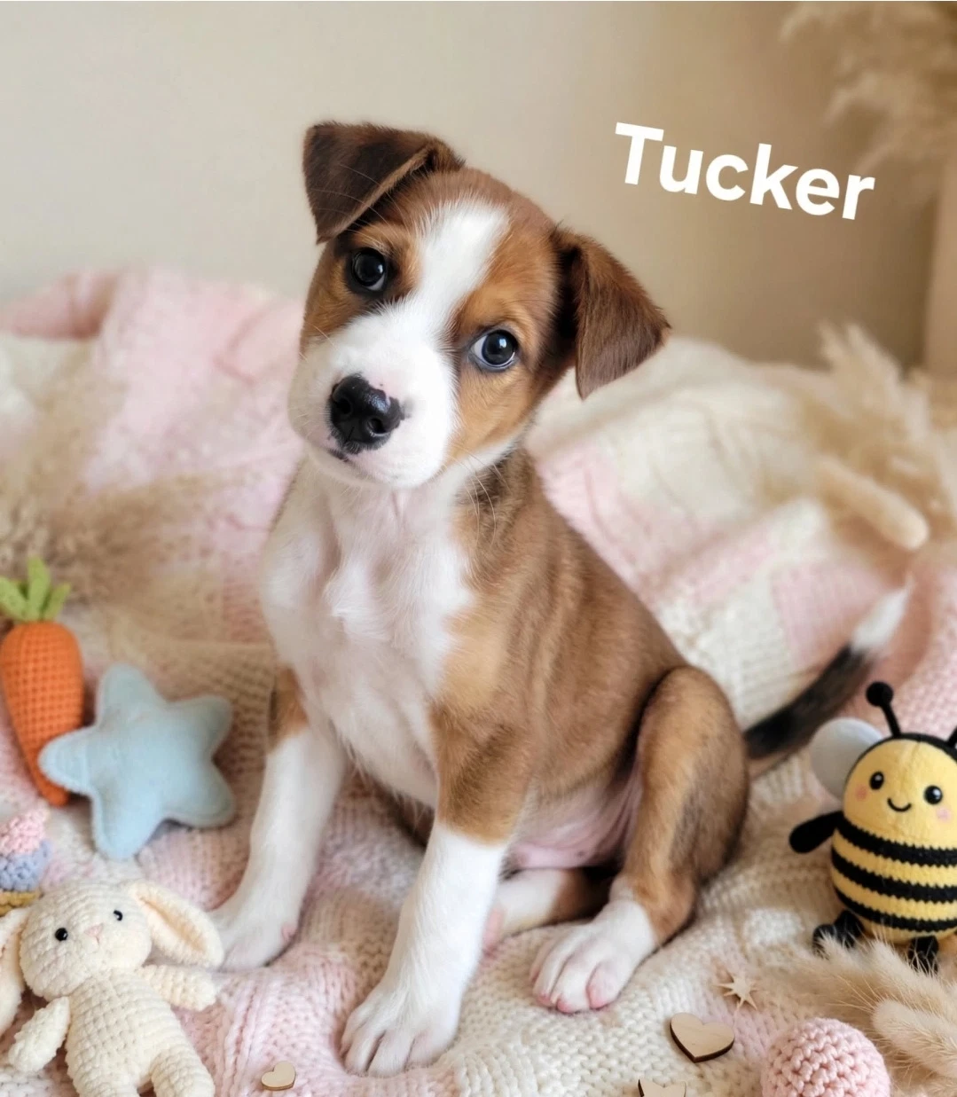Tucker