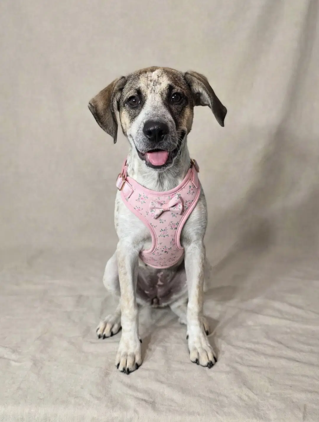 Daisy Mae Rehoming Fee - Labrador Retriever
