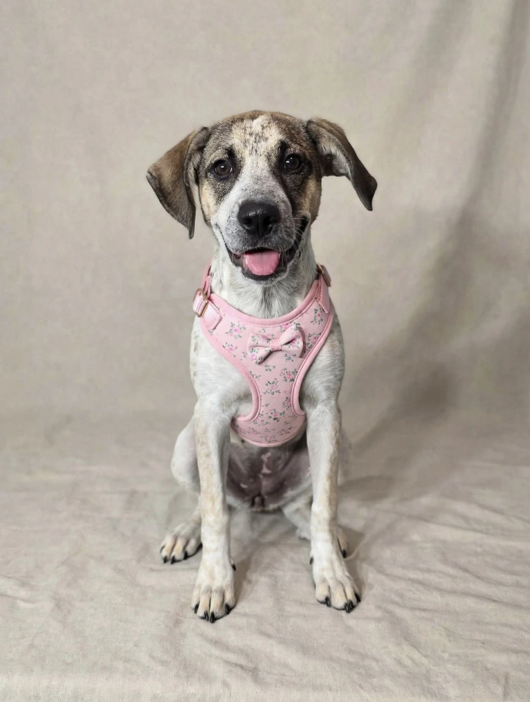Daisy Mae Rehoming Fee