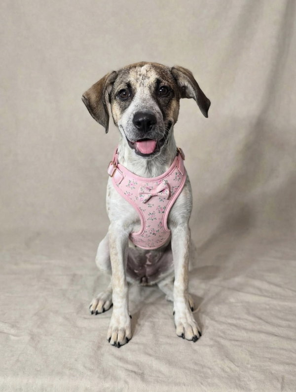 Daisy Mae (Rehoming Fee $180)