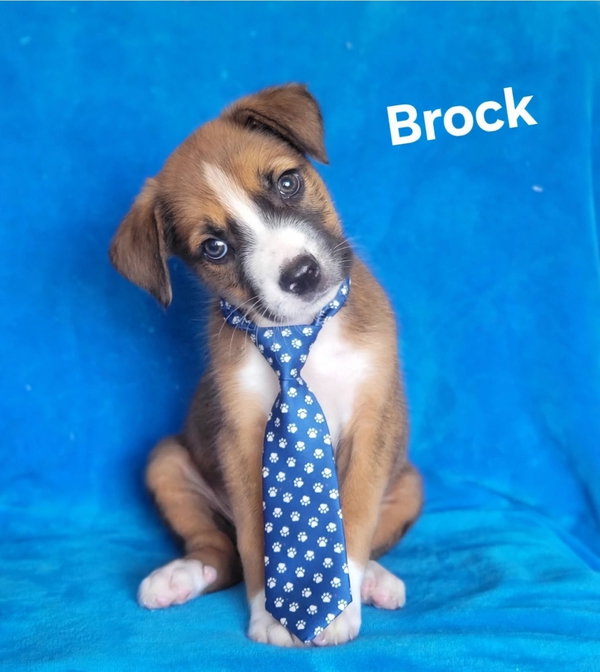 Brock