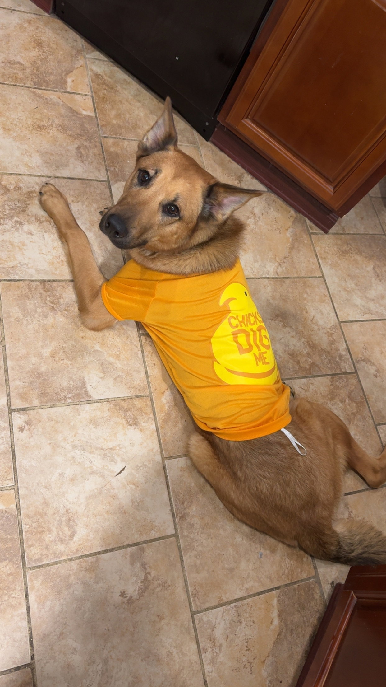 Chance (Rehoming Fee $50)