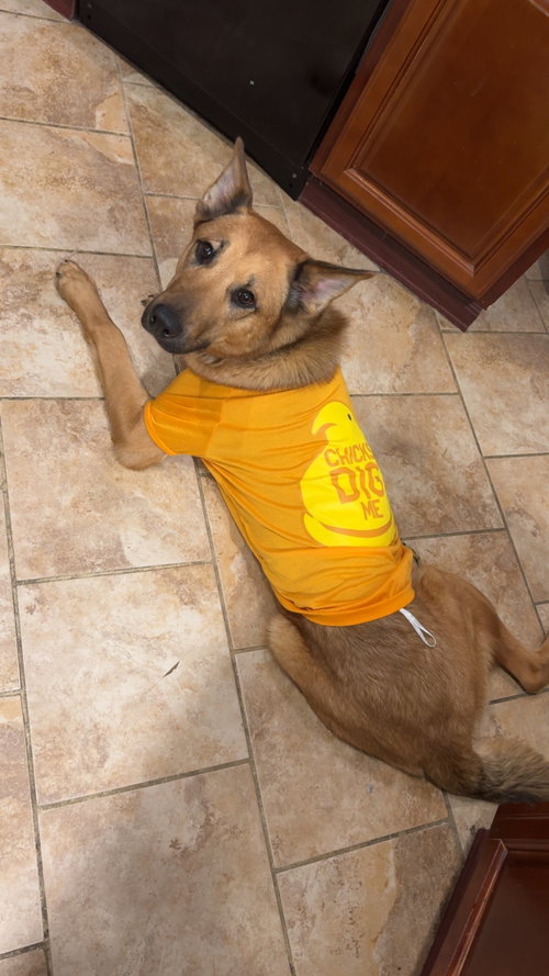 Chance (Rehoming Fee $50), a dog for adoption from Fur-Ever Paws Dog Rescue