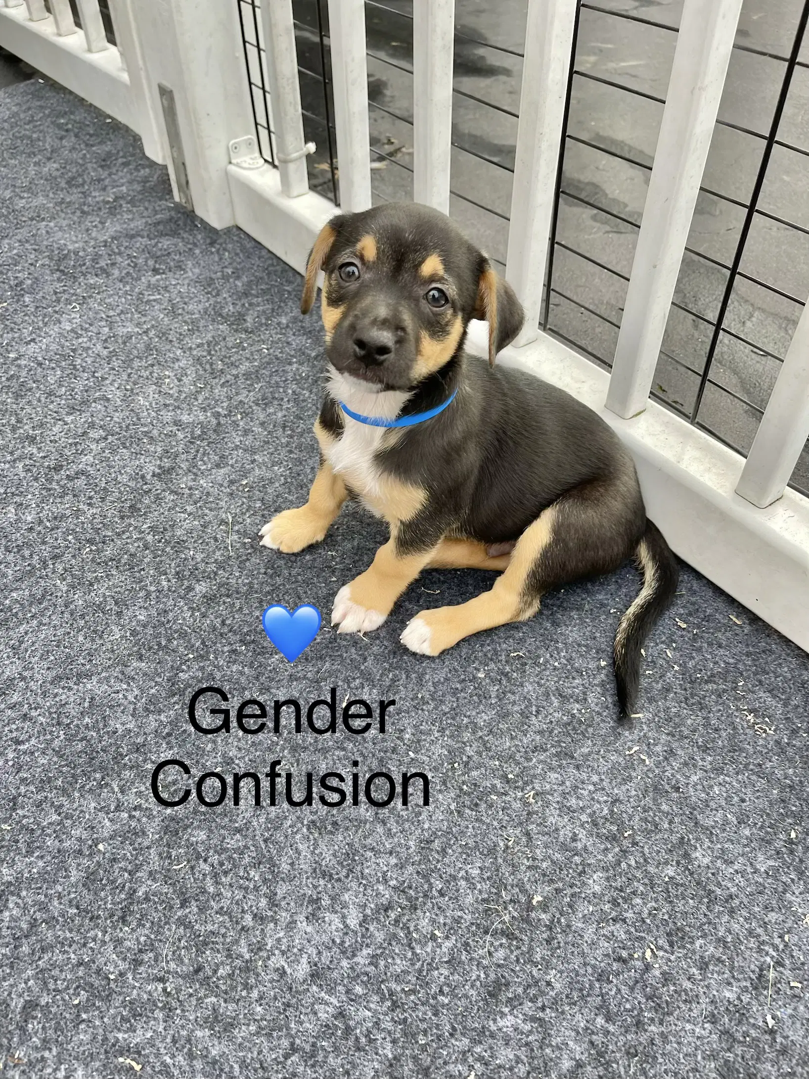 Gender Confusion  Lbs image 3