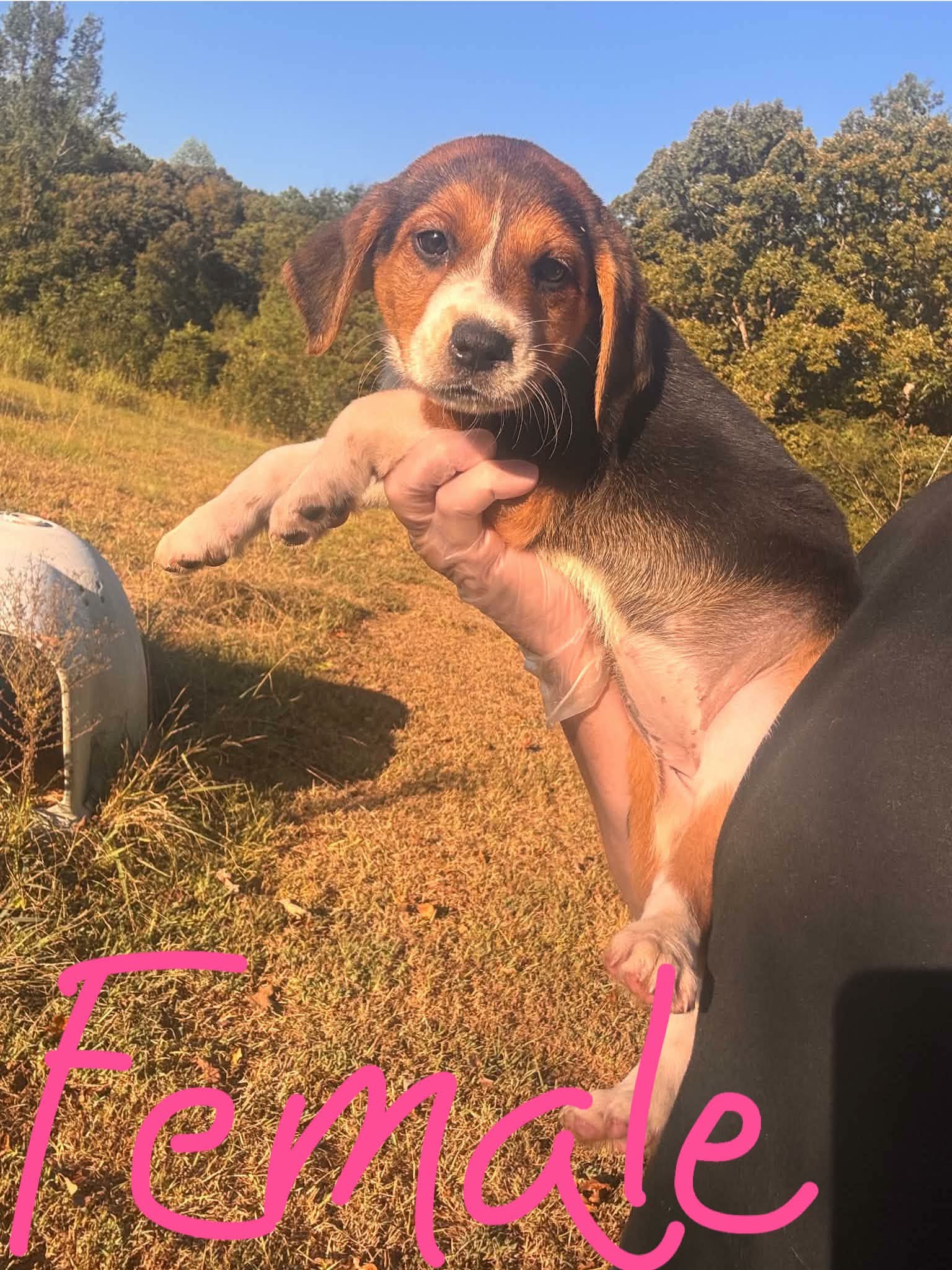 Stella - Beagle