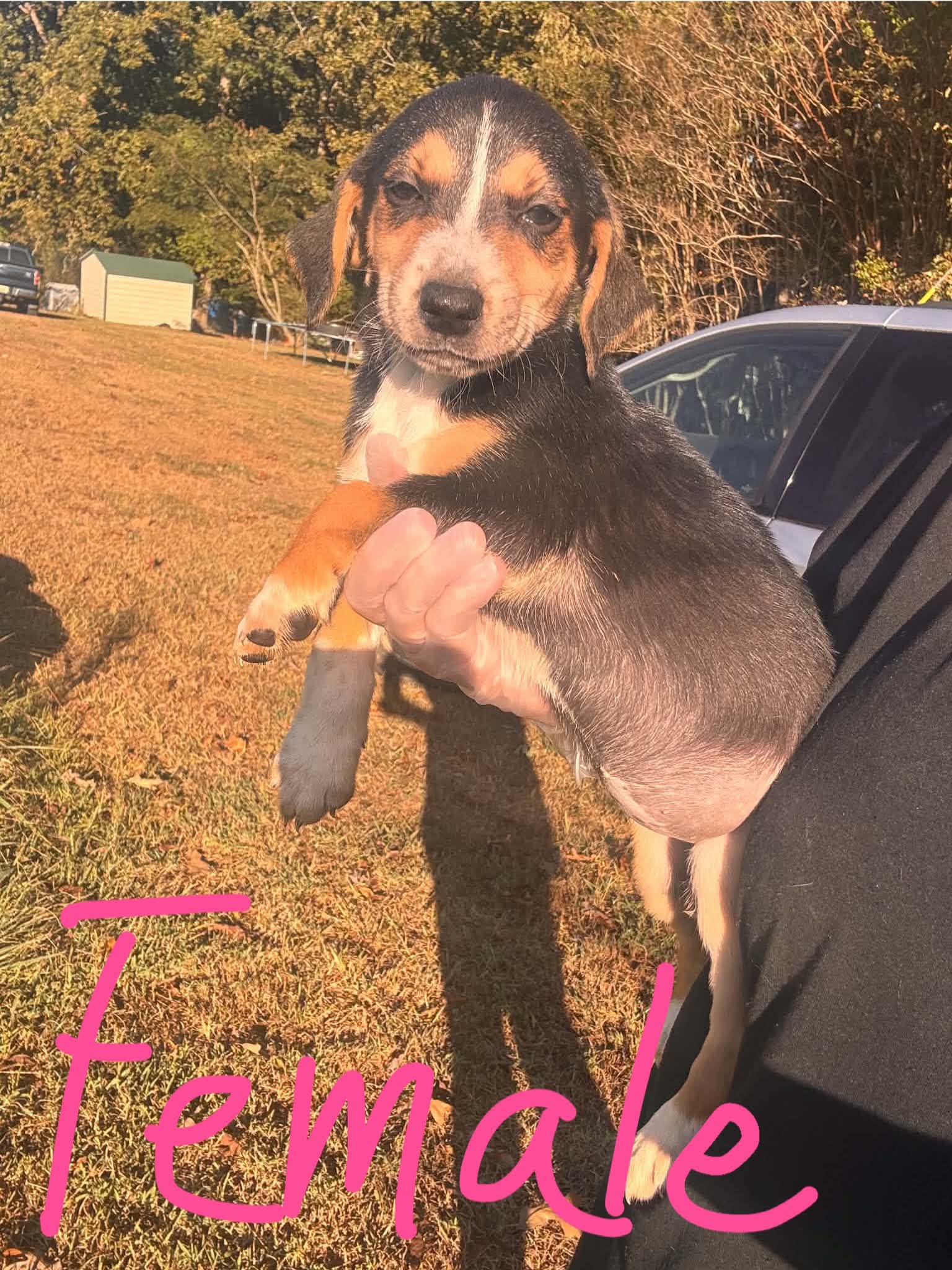 Moxie - Beagle
