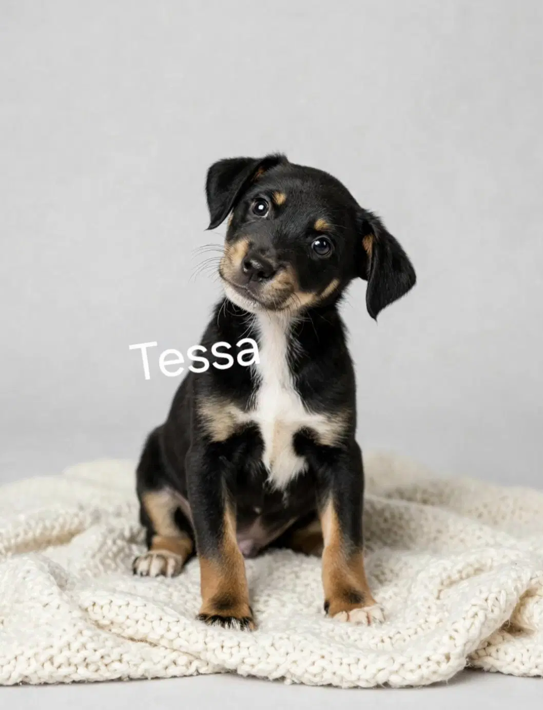 Tessa - Beagle