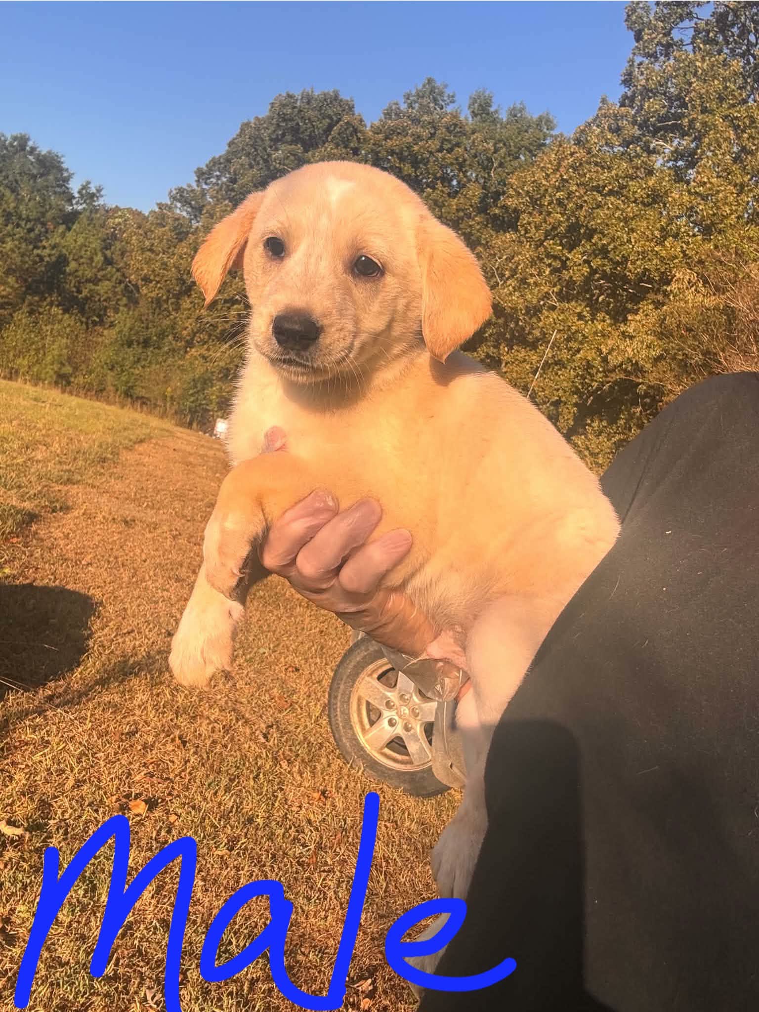Sammy