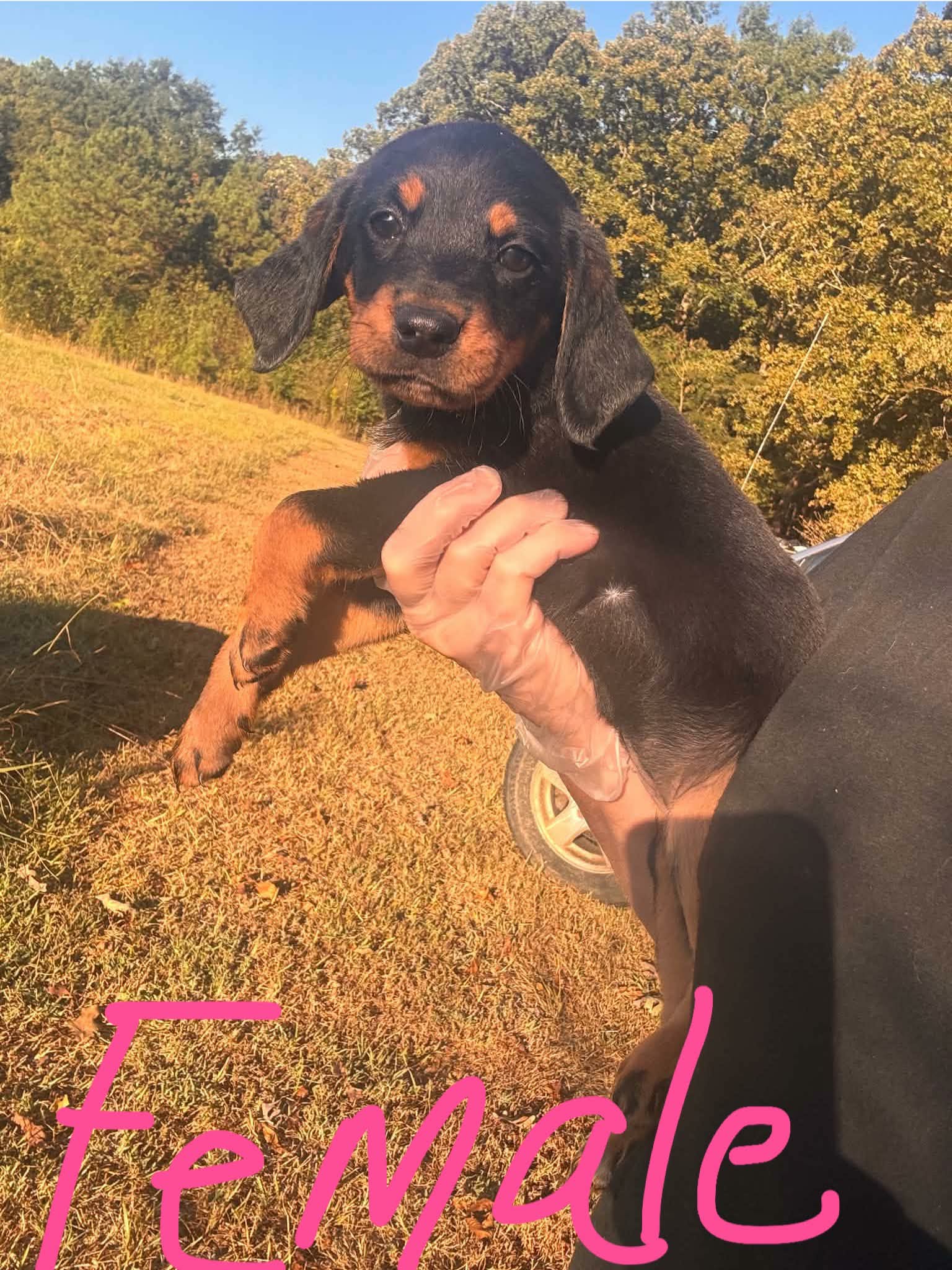 Nina