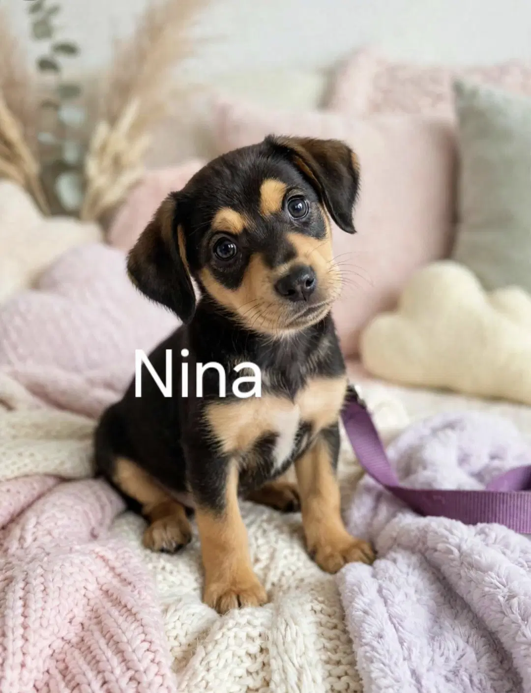 Nina - Labrador Retriever