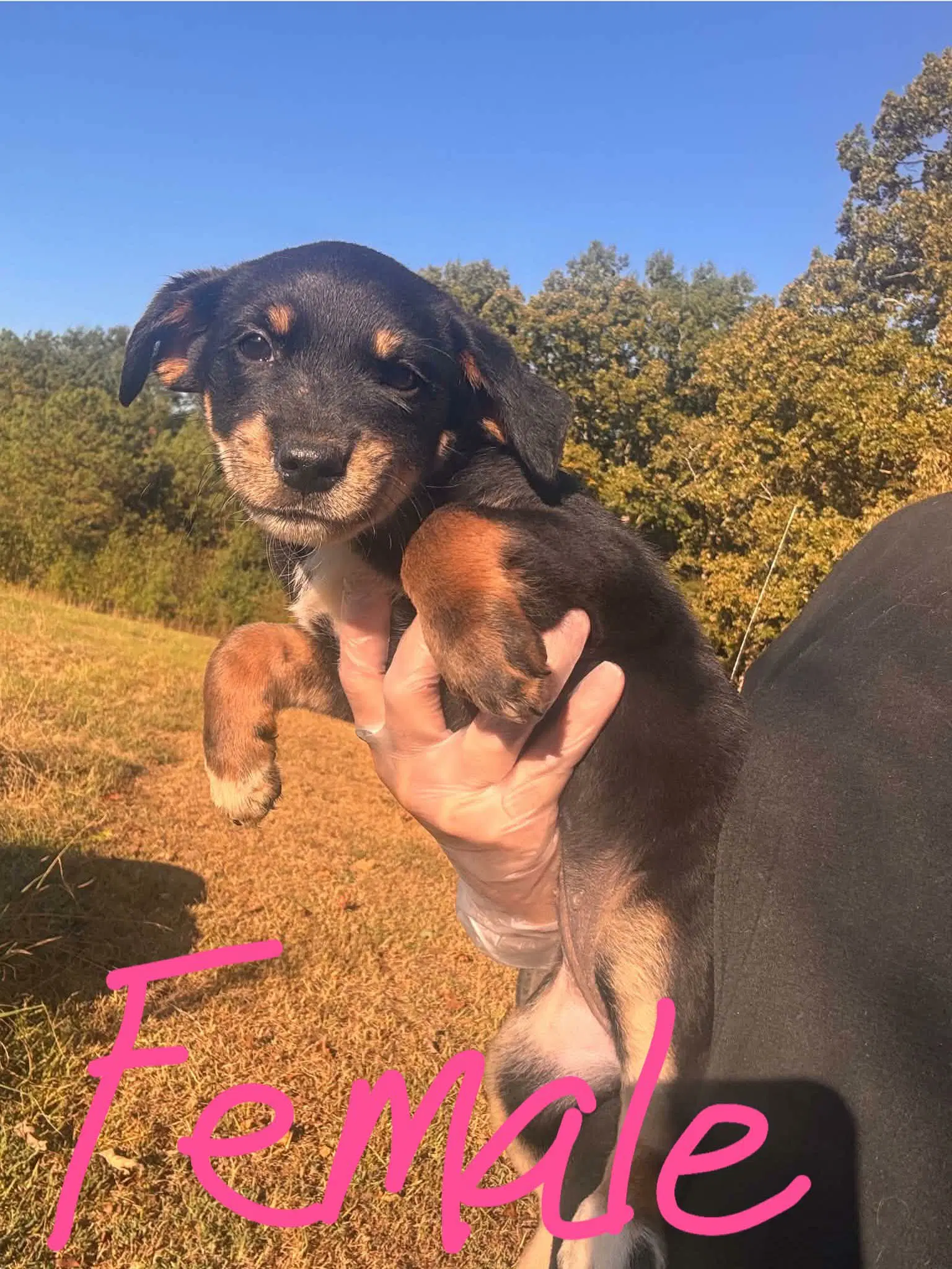 Blair - Labrador Retriever