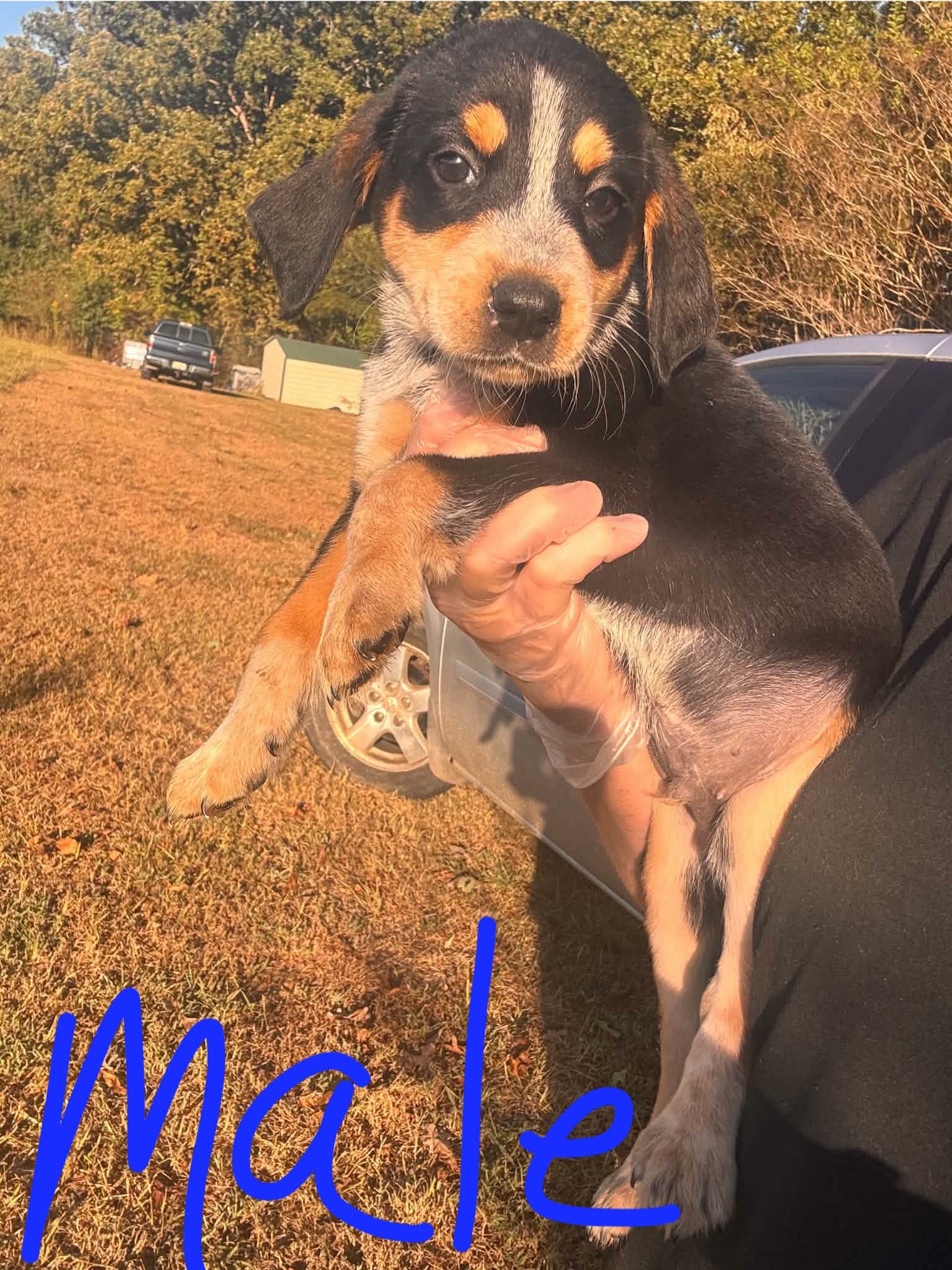 Otis