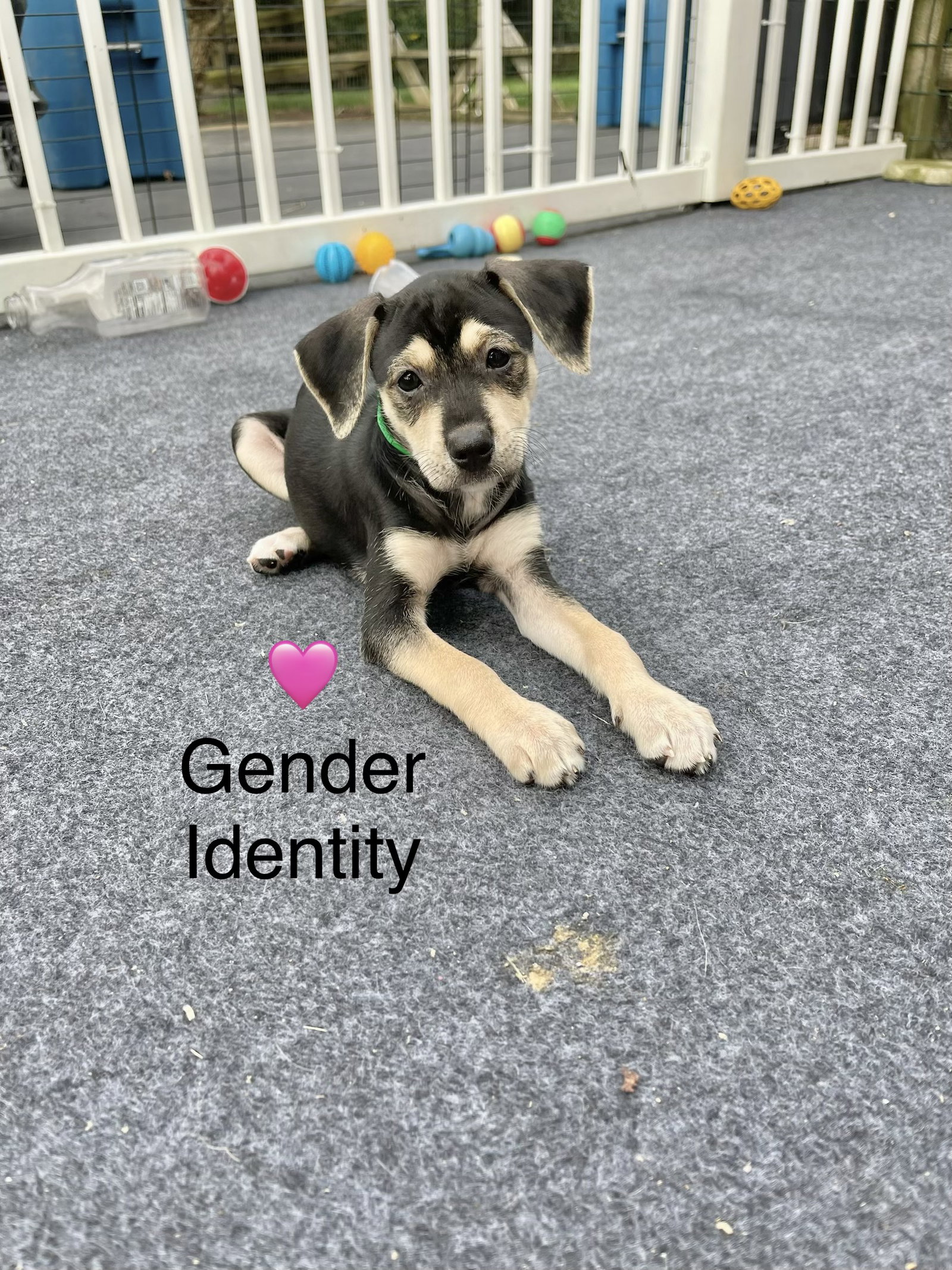Gender Identity