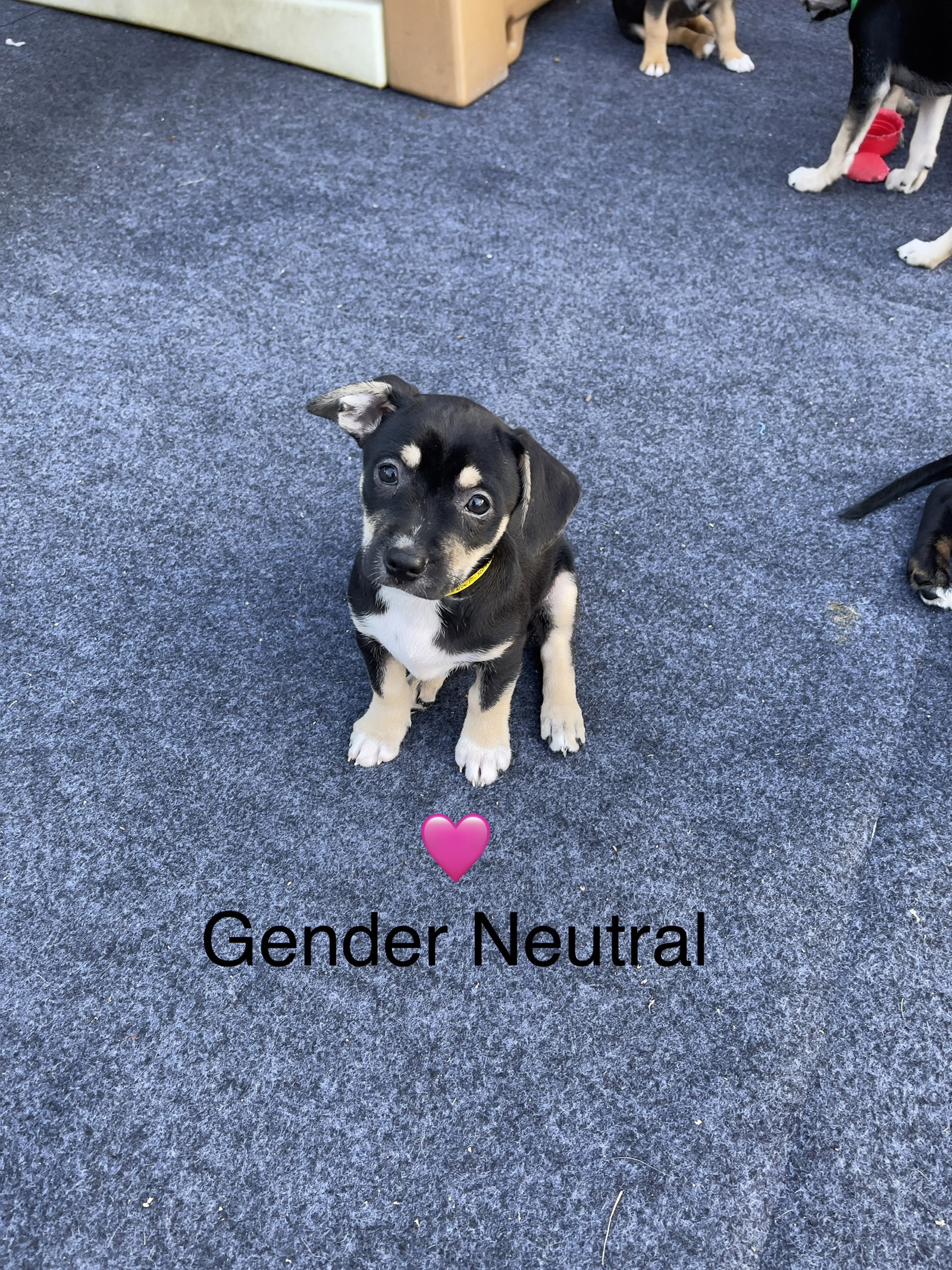 Gender Neutral
