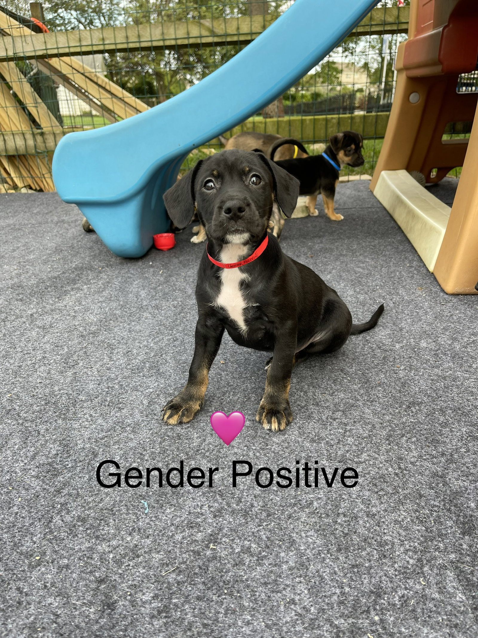 Gender Positive