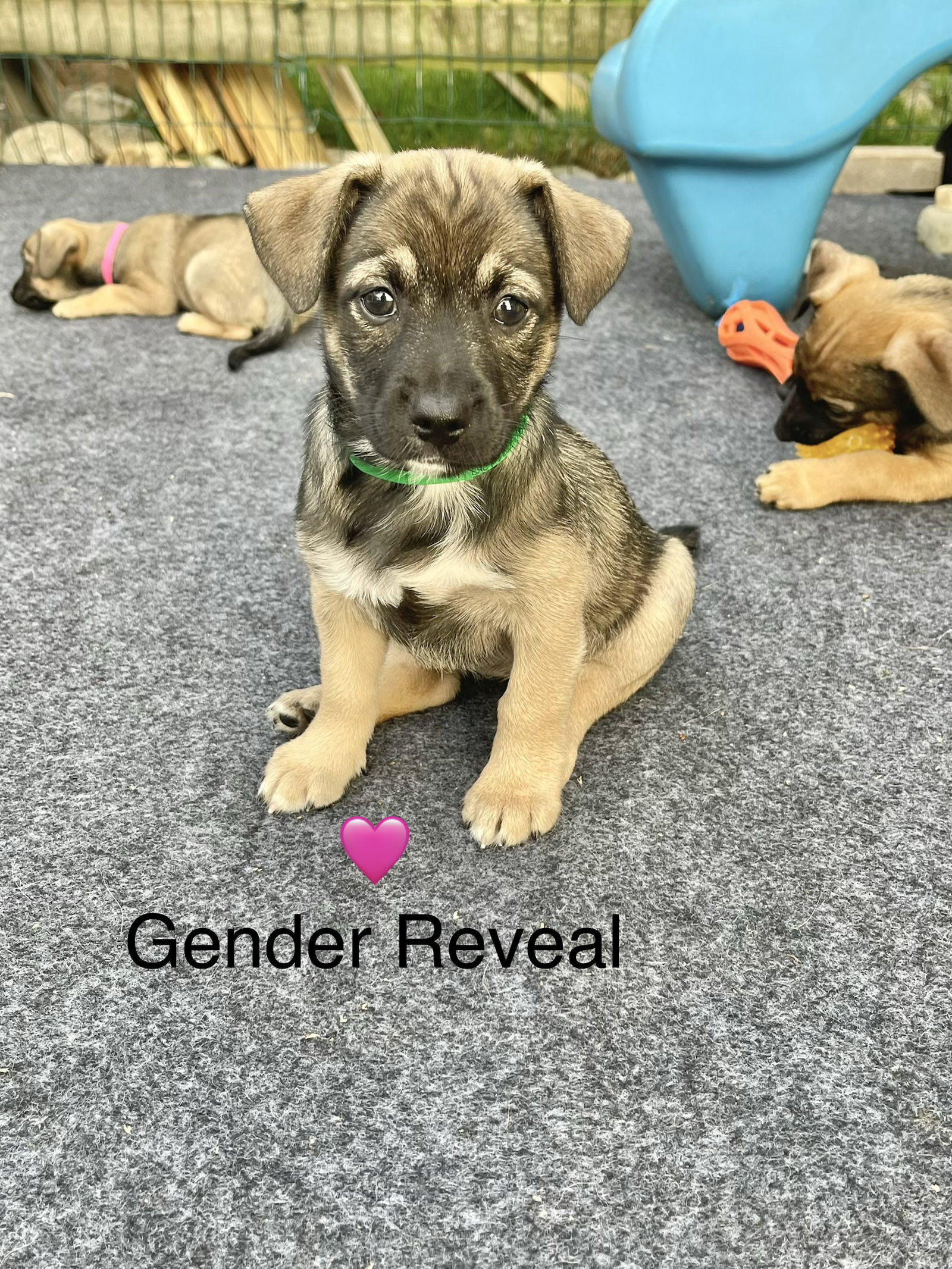 Gender Reveal