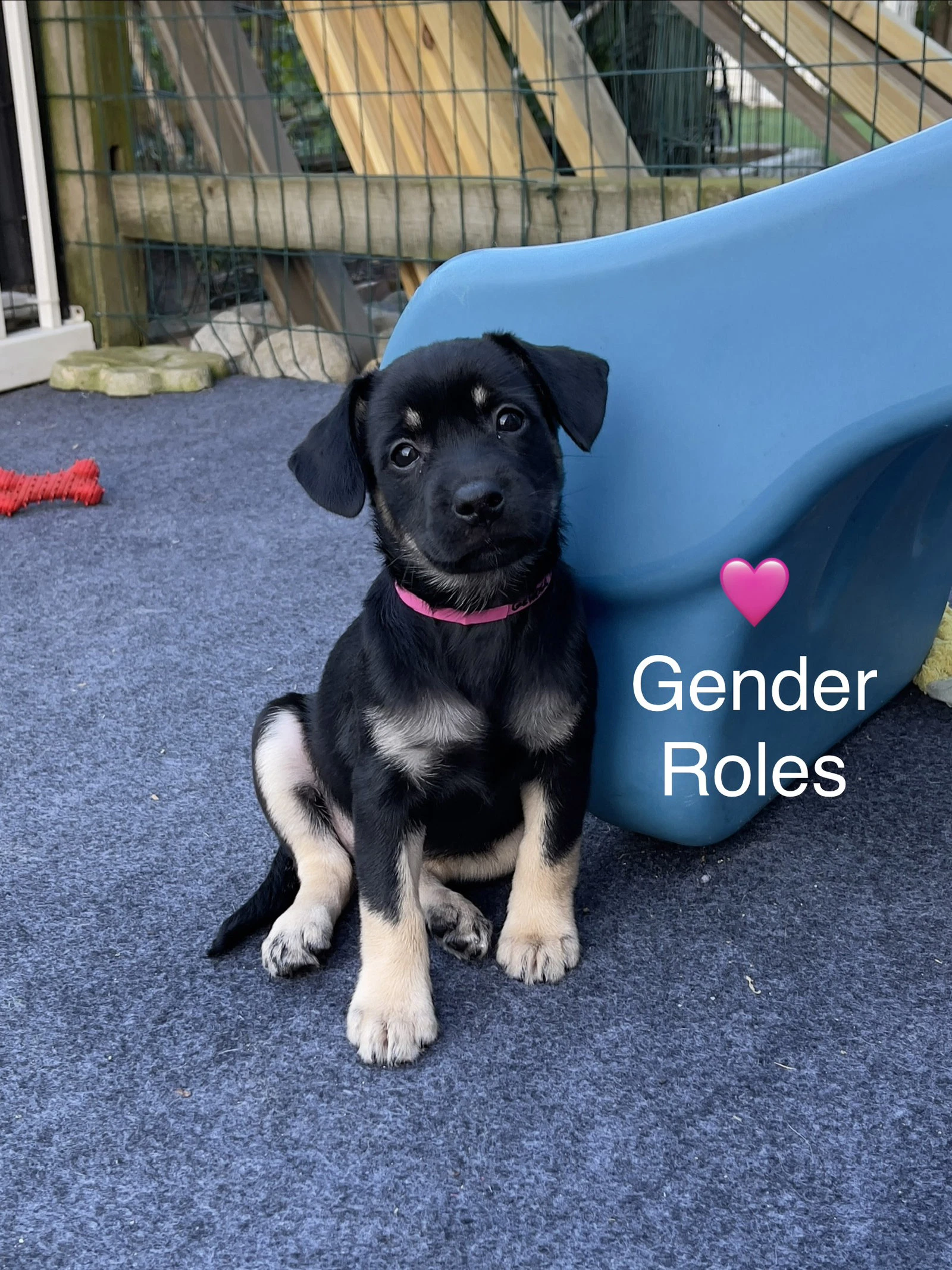 Gender Roles