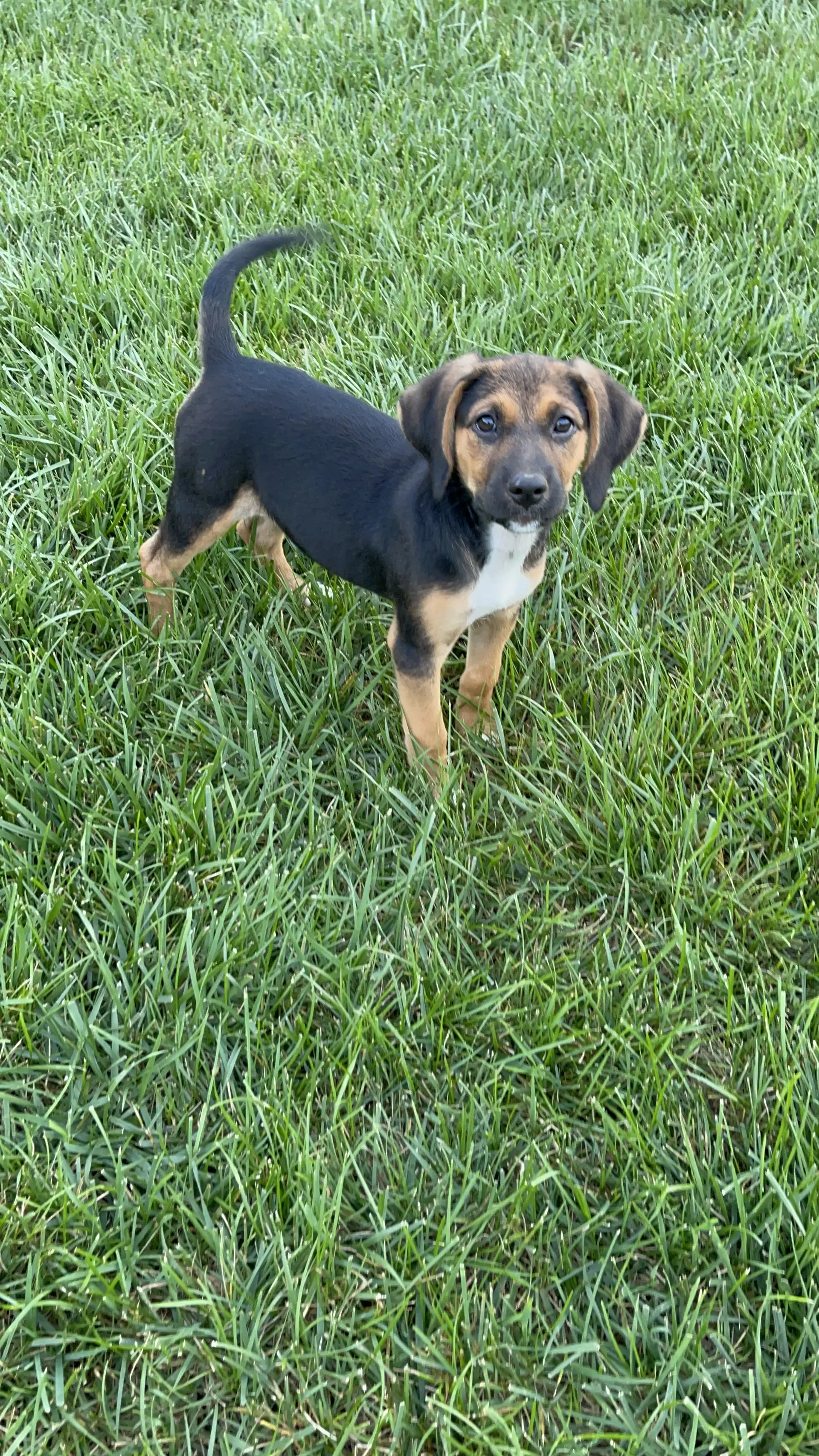 Feisty Mollie Mae - Hound