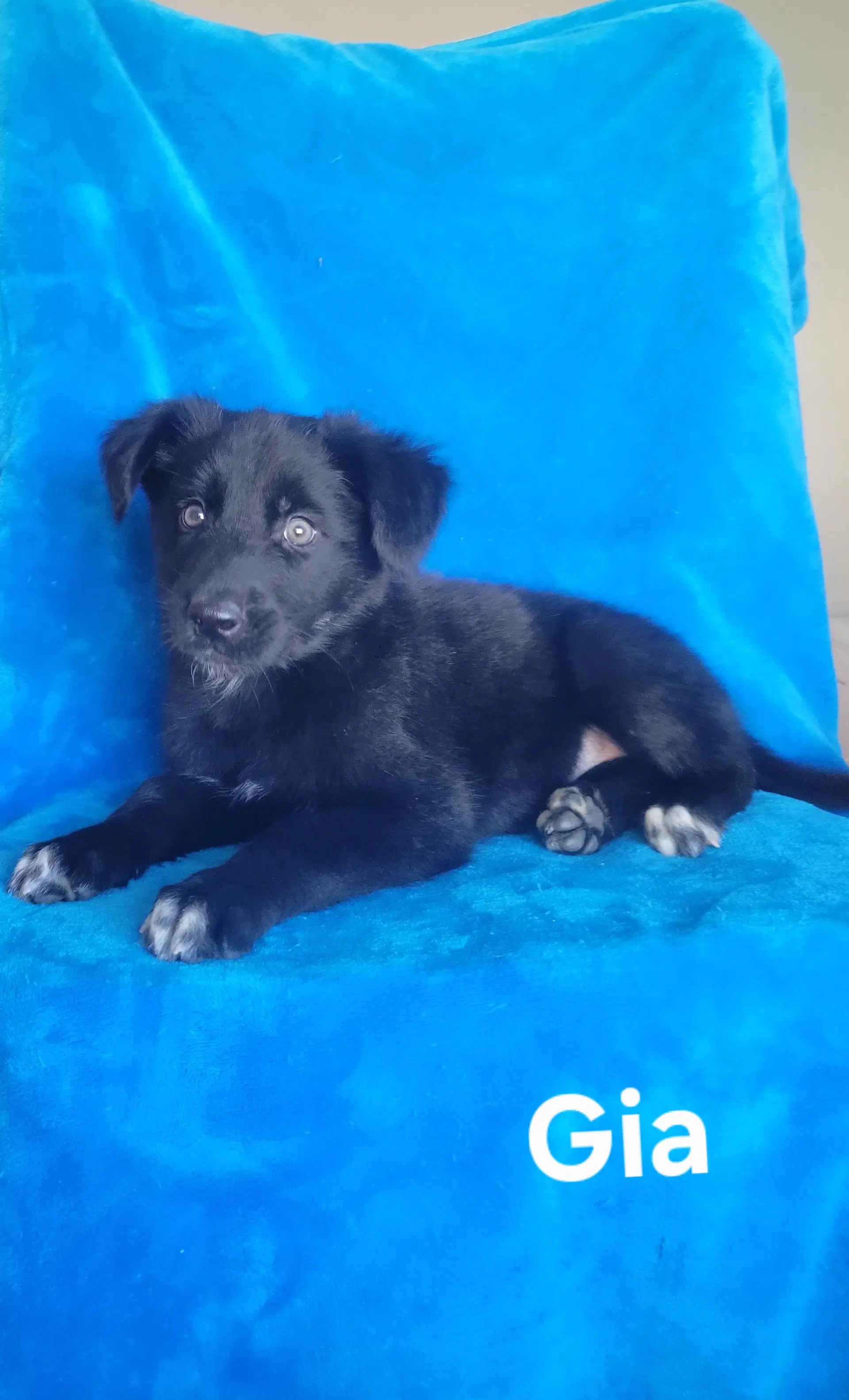 Gia image 2