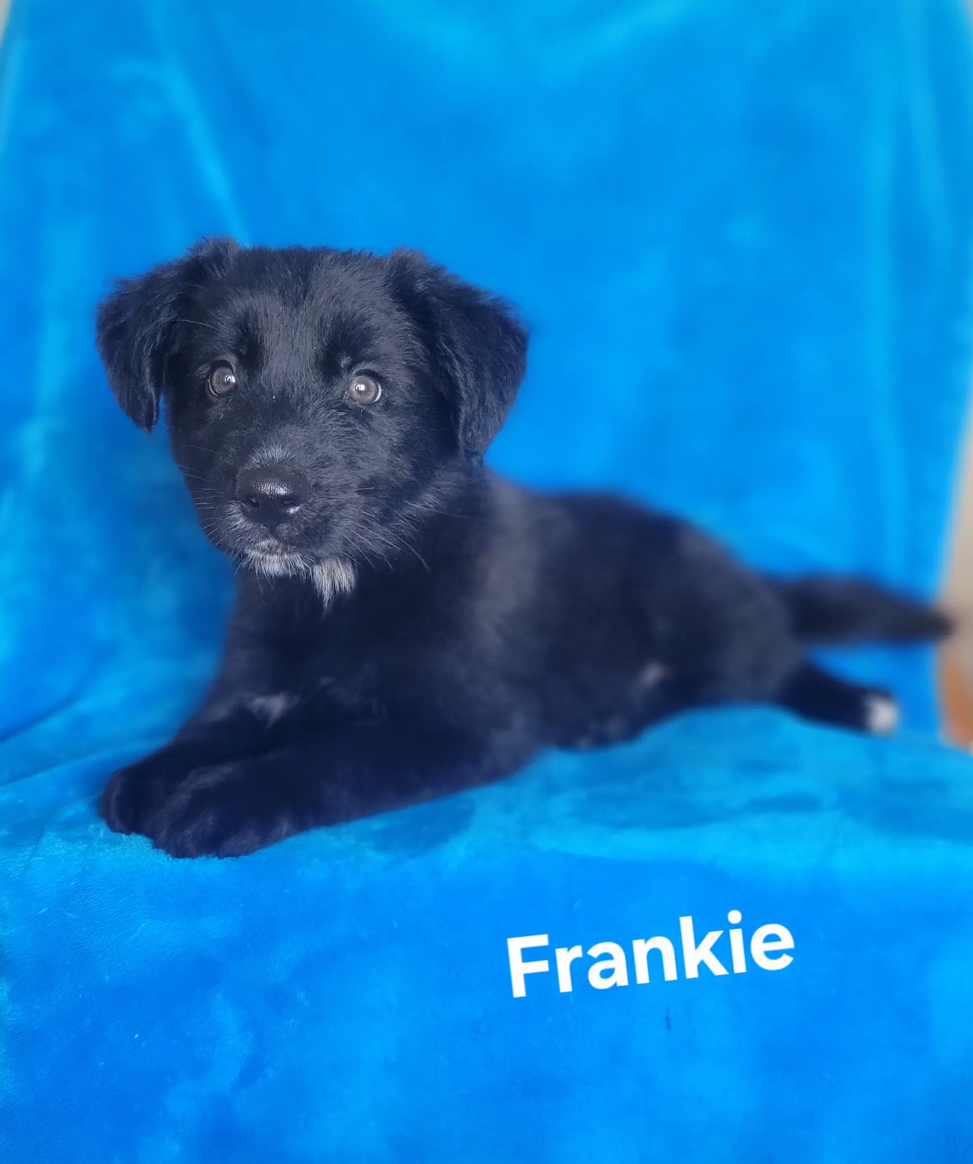 Frankie image 2
