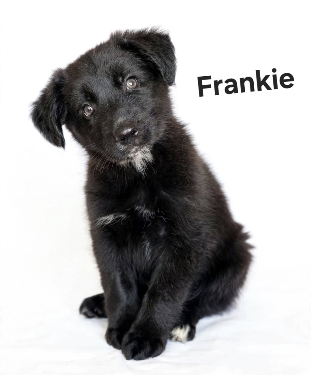 Frankie