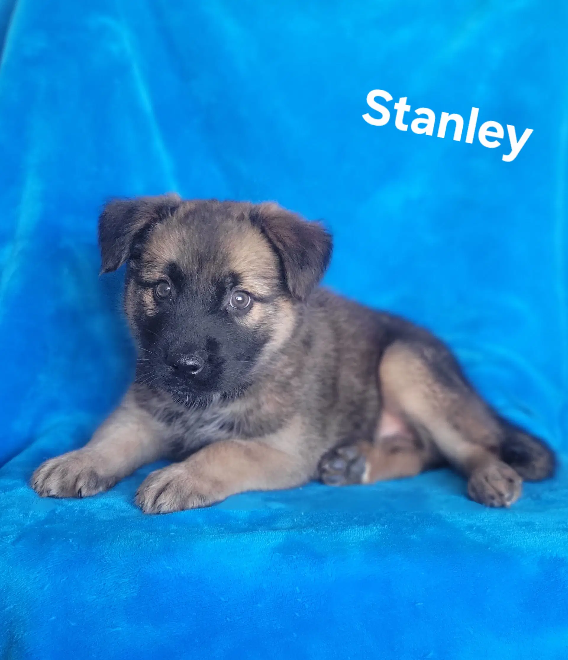 Stanley image 2