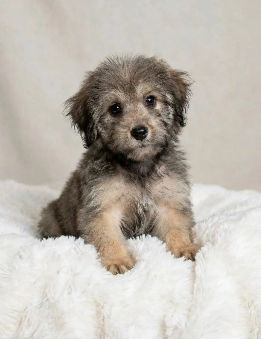 Lyla - Yorkshire Terrier Yorkie